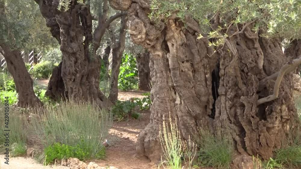 Very old olive trees in the Garden of Gethsemane where Jesus prayewd and was taken captive before his crucifixion Very old olive trees in the Garden of Gethsemane where Jesus prayewd and was taken captive before his crucifixion