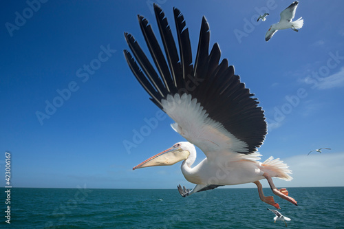 Pelican on the coast of Walvis Bay.