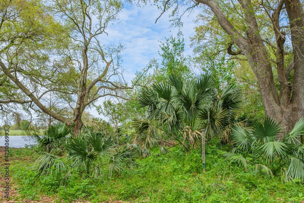 Palmetto Stand in Couturie Forest with 