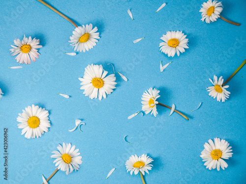 Creative layout made of daisy flowers with petals on blue backgound, spring concept with copy space, spring pattern, flat lay, top view