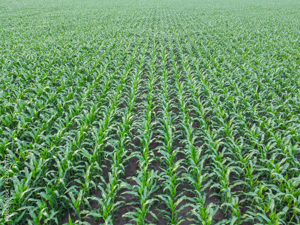 Corn field aerial view, rows of green corn top view. Quadcopter flight over farm fields