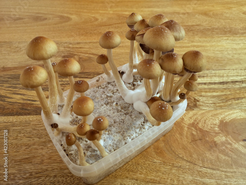 magic mushrooms McKennai