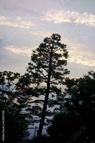 トワイライトの夕方、松の木の葉っぱシルエットロマンス