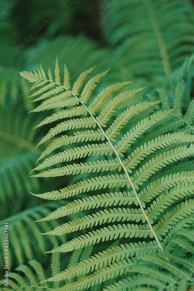 fern leaves fern leaves
