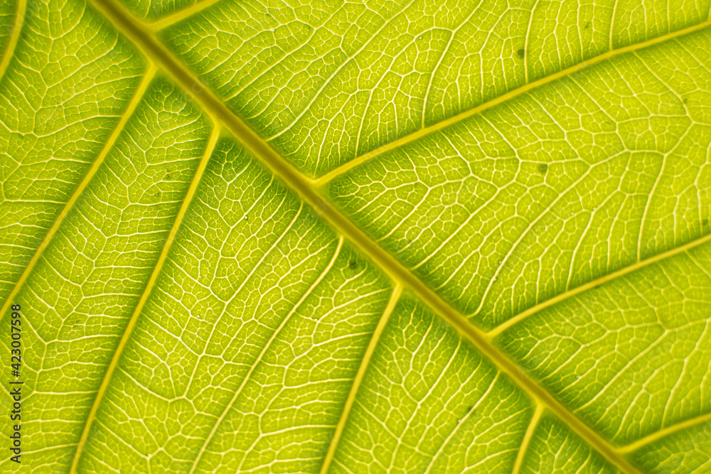 Macro shot of a leaf showing thee details of body parts.  It provides good illustration for botany or botanical study or plant study. 
