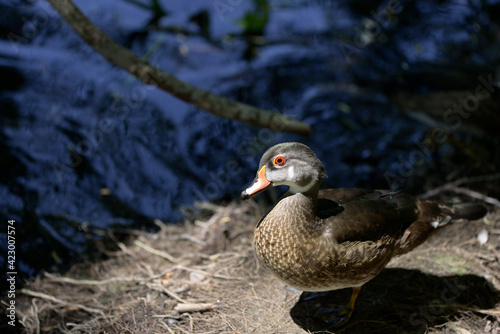 female wood duck in sunlight
