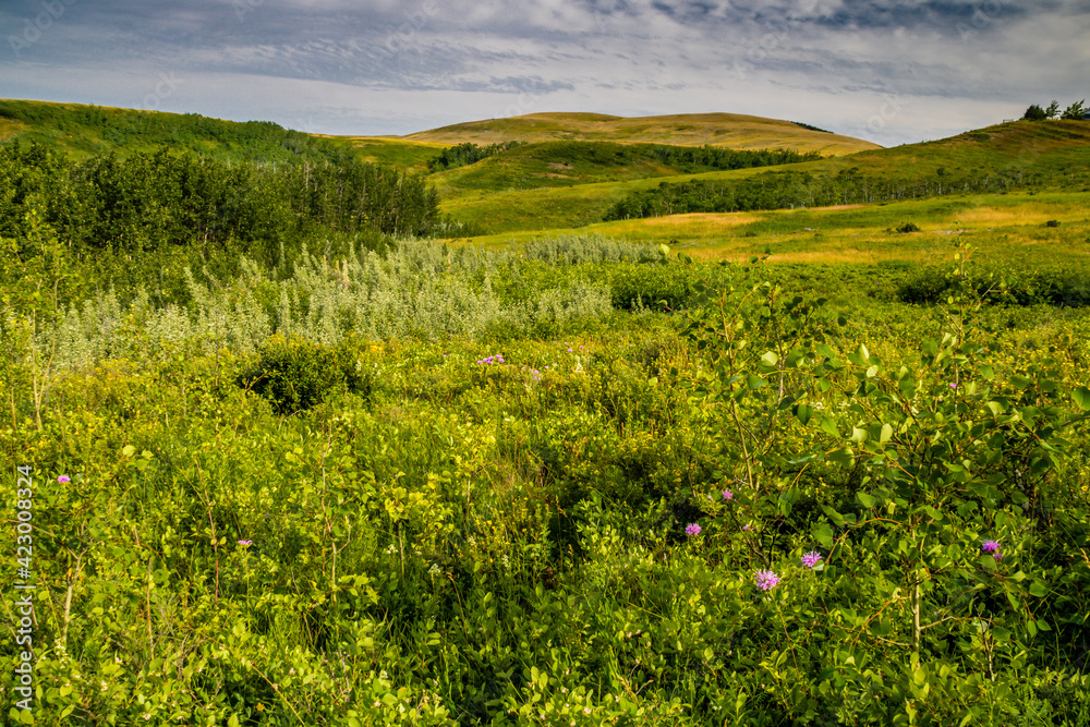 Flora abounds around the ranch. Glenbow Ranch Provincial Recreation Area, Alberta, Canada