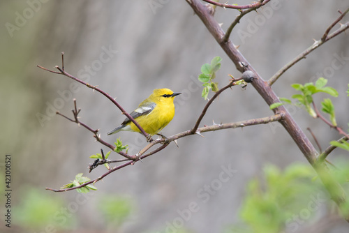 A Blue-winged warbler perches in a rose bush at Rosetta McClain Gardens during spring migration in Scarborough, Ontario.