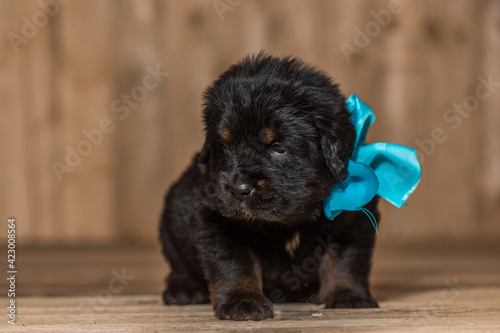 Tibetan Mastiff puppy with turquoise ribbon
