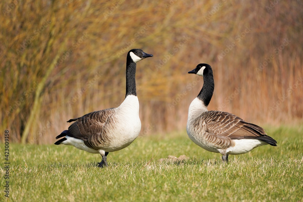Kanadagänse in freier Natur im Winter mit vertrocknetem Gras im Hintergrund. Wasservögel in Europa. Gänsearten in freier Wildbahn. Kanadagänse in freier Natur im Winter mit vertrocknetem Gras im Hintergrund. Wasservögel in Europa. Gänsearten in freier Wildbahn.
