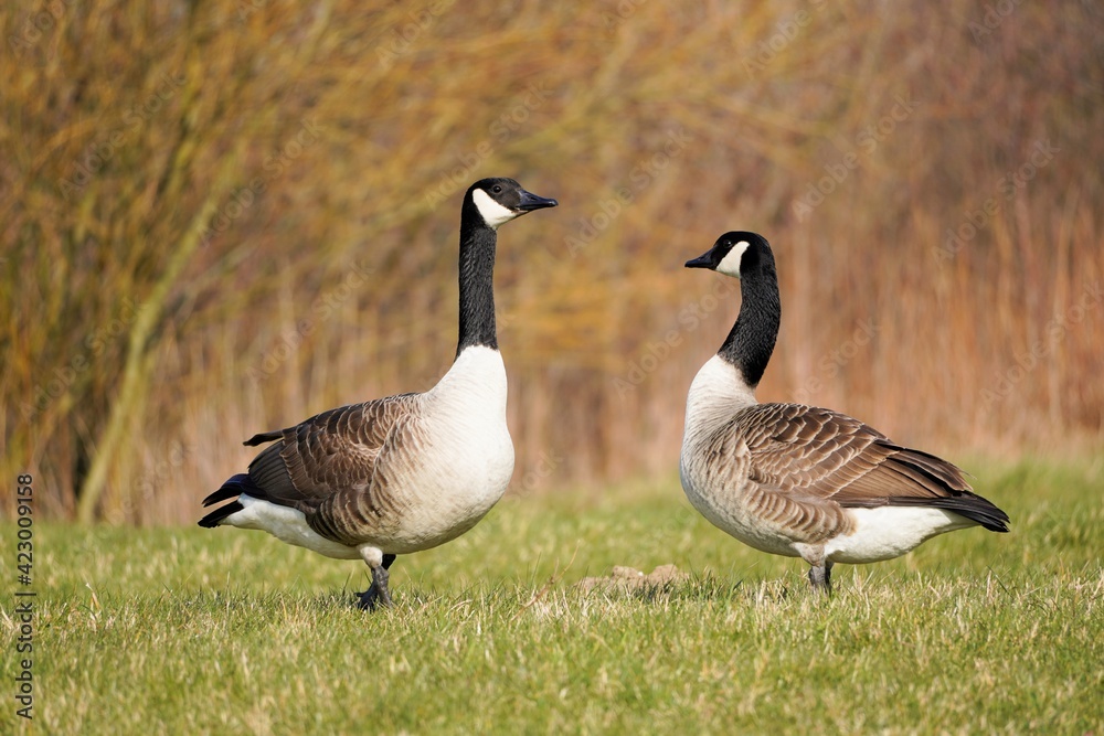 Kanadagänse in freier Natur im Winter mit vertrocknetem Gras im Hintergrund. Wasservögel in Europa. Gänsearten in freier Wildbahn.