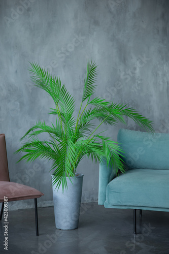 pink and blue armchair with a green plant in a white vase against a gray wall