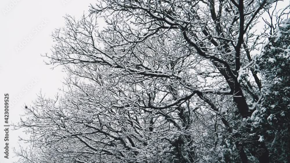 Snow covered bare trees, Kent, UK Snow covered bare trees, Kent, UK