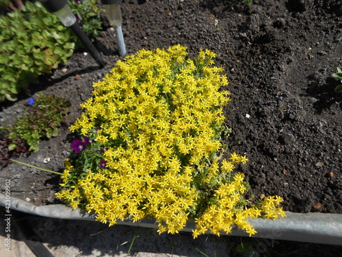 yellow flowers in a garden
