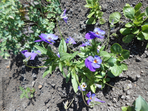flowers in the garden