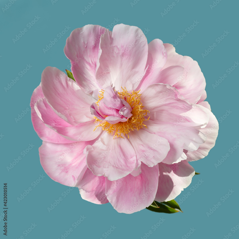Beautiful pink peony flower with yellow center isolated on blue background.