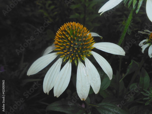flower of a sunflower