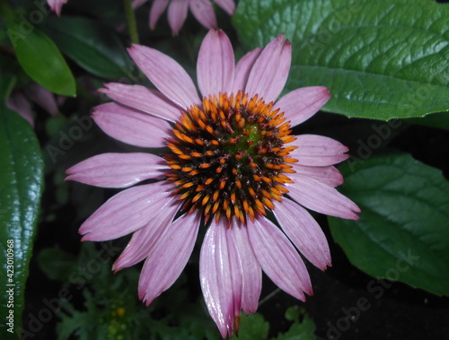 pink  flower