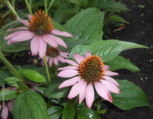 pink flower