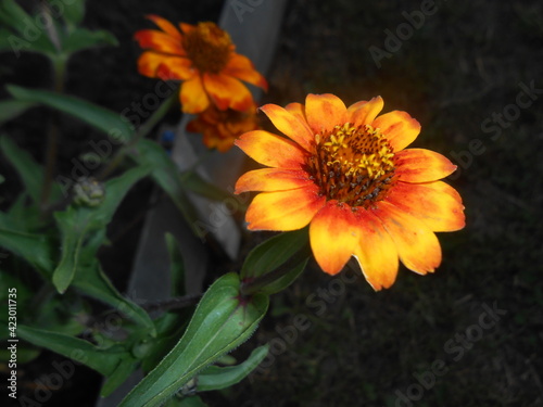 orange flower 2