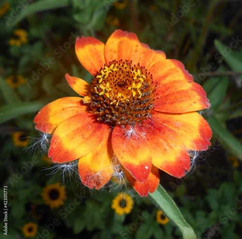 orange flower in the garden