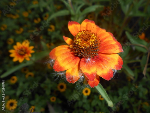 orange flower in the garden