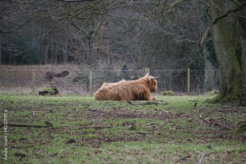 Wallpaper Mural Scottish cattle in Wandlebury Country Park, February 2021 Torontodigital.ca
