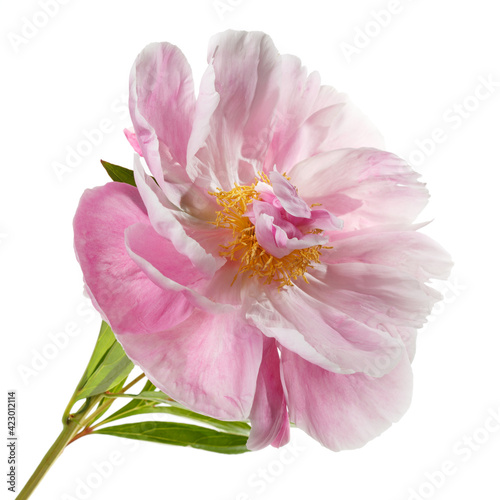 Beautiful pink peony flower with yellow center isolated on white background.