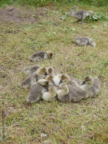 family of ducks © mari