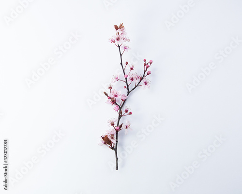 Creative cherry blossom branch close up with bud on white background, spring concept with copy space, flat lay, top view © ristovicmilos