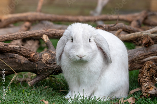 White Cute Holland lop rabbit standing on grass with some pieces of tree branch in the background.