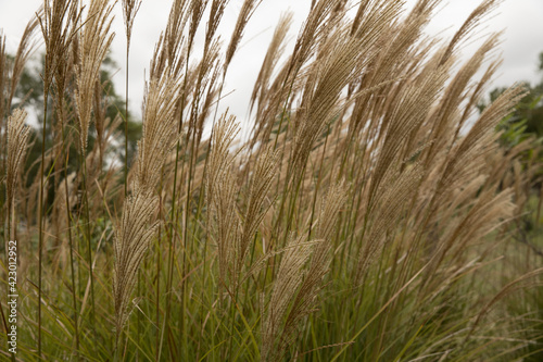 Rural plant background. Closeup view of Miscanthus sinensis Gracillimus, also known as Chinese silver grass, brown flowers blooming in the field.