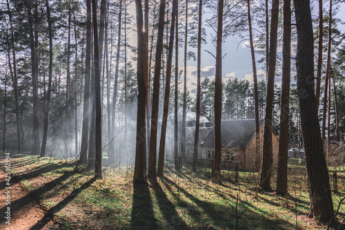Morning in the forest.