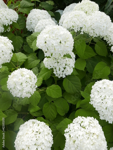 white hydrangea flowers