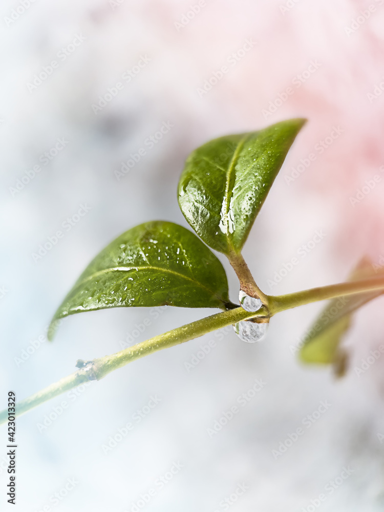 Plant with a dew drop closeup over blue background. Plant with a dew drop closeup over blue background.