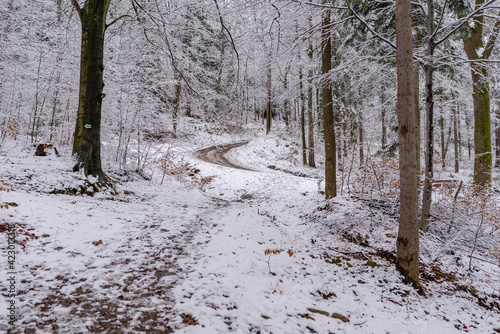 Beautiful snowy forest, wintertime walk in Polish mountains © michaldziedziak
