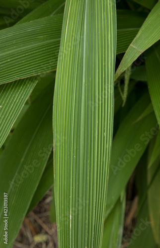 Leaf texture and pattern. Closeup view of Setaria sulcata, also known as palm grass, green leaves, growing in the garden. 