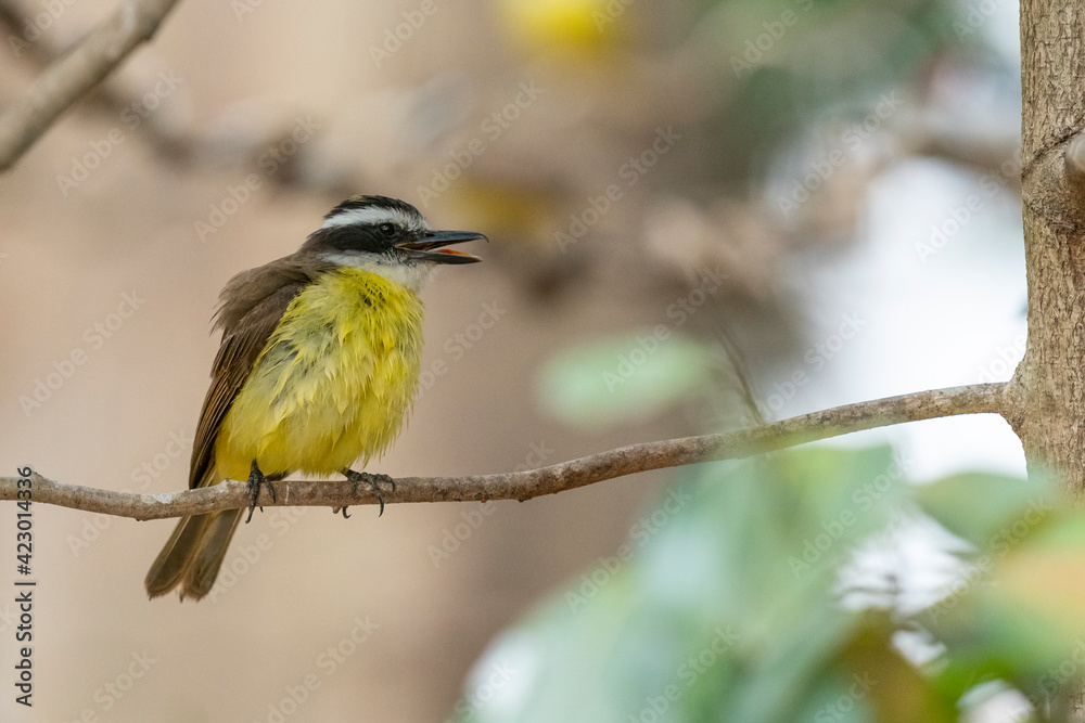 Fototapeta premium The Great kiskadee (Pitangus sulphuratus)