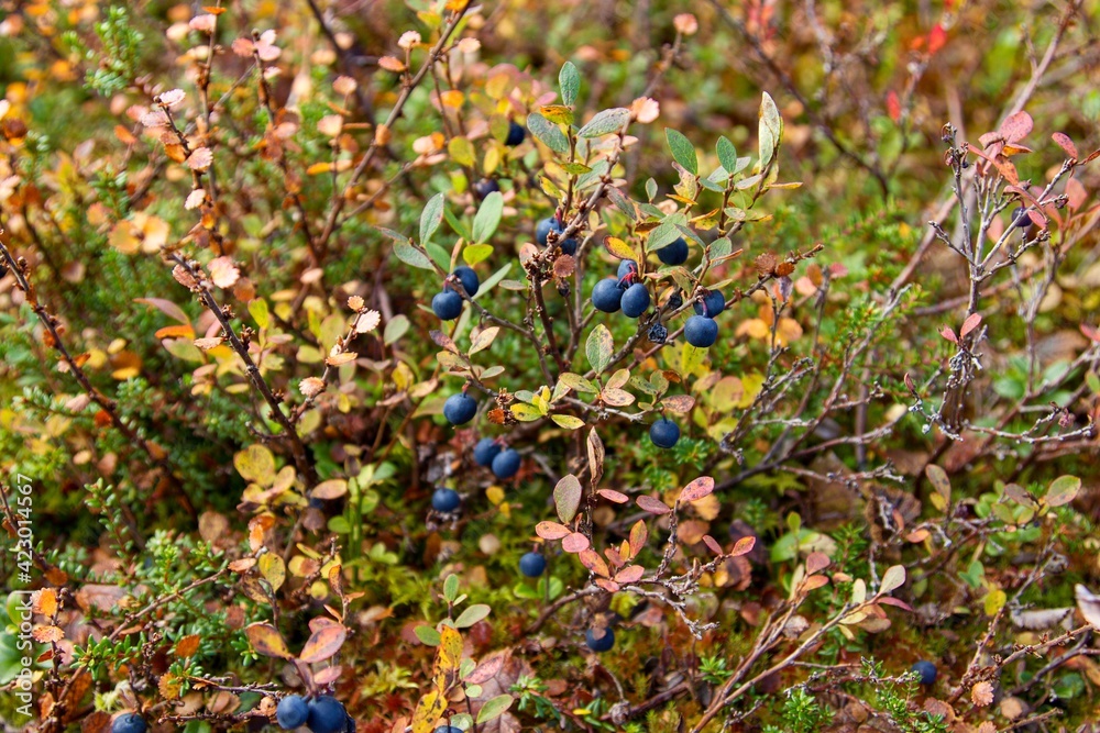 Fototapeta premium Blu berry on heather in the autumn