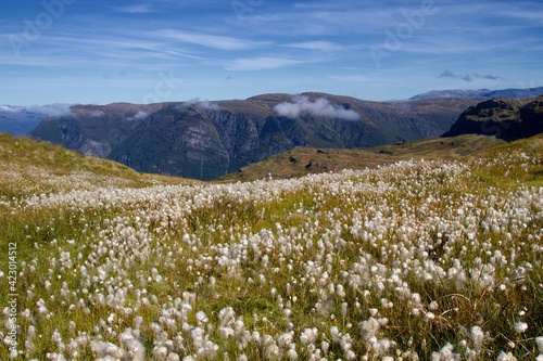 Field with cotton gras above a Norwegian fjord
