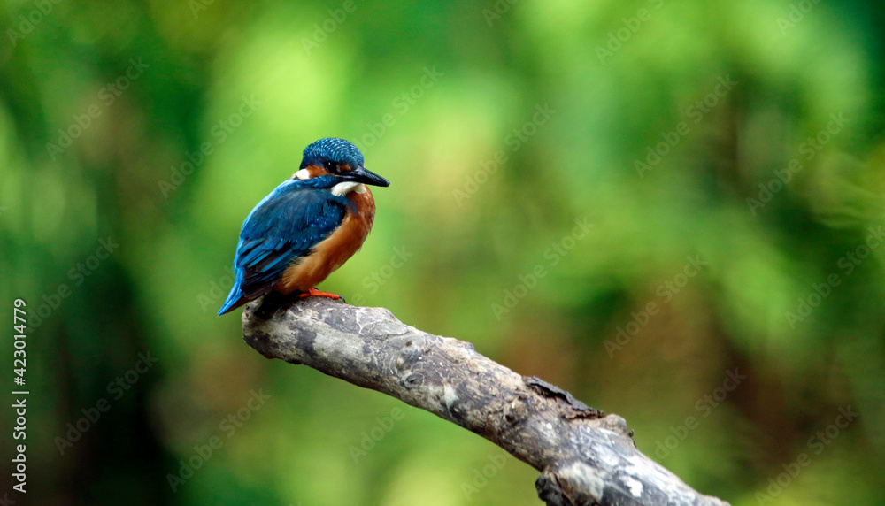 Male kingfisher perched on the riverbank Male kingfisher perched on the riverbank