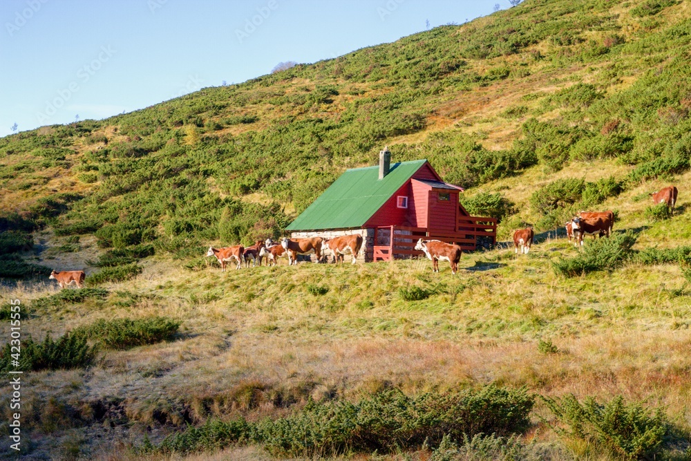 Cow grasing in a mountain valley Cow grasing in a mountain valley