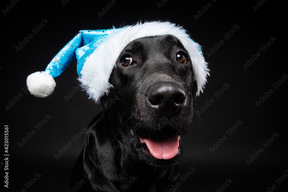 Portrait of a Labrador Retriever dog in a Santa hat, isolated on a black background. Portrait of a Labrador Retriever dog in a Santa hat, isolated on a black background.