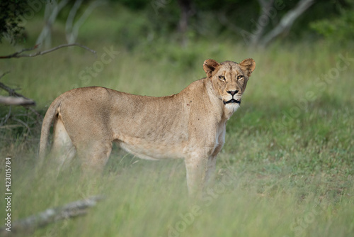 A female Lion seen on a safari in South Africa