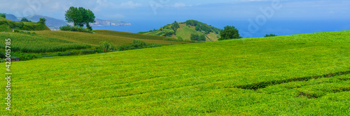 Panorama view over a tea plantation in green spring colour on Sao Miguel island, Azores, Portugal