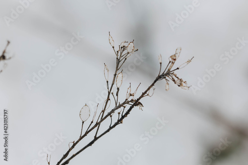 Branch of a tree on a blurred background of winter. Close-up photo. Delicate and leafy. © Yuliia