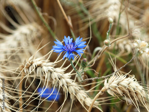 kornblume im feld