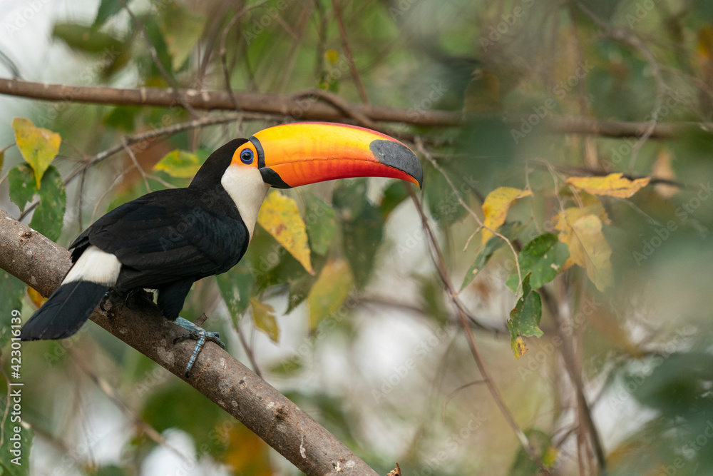 Obraz premium toucan on a branch