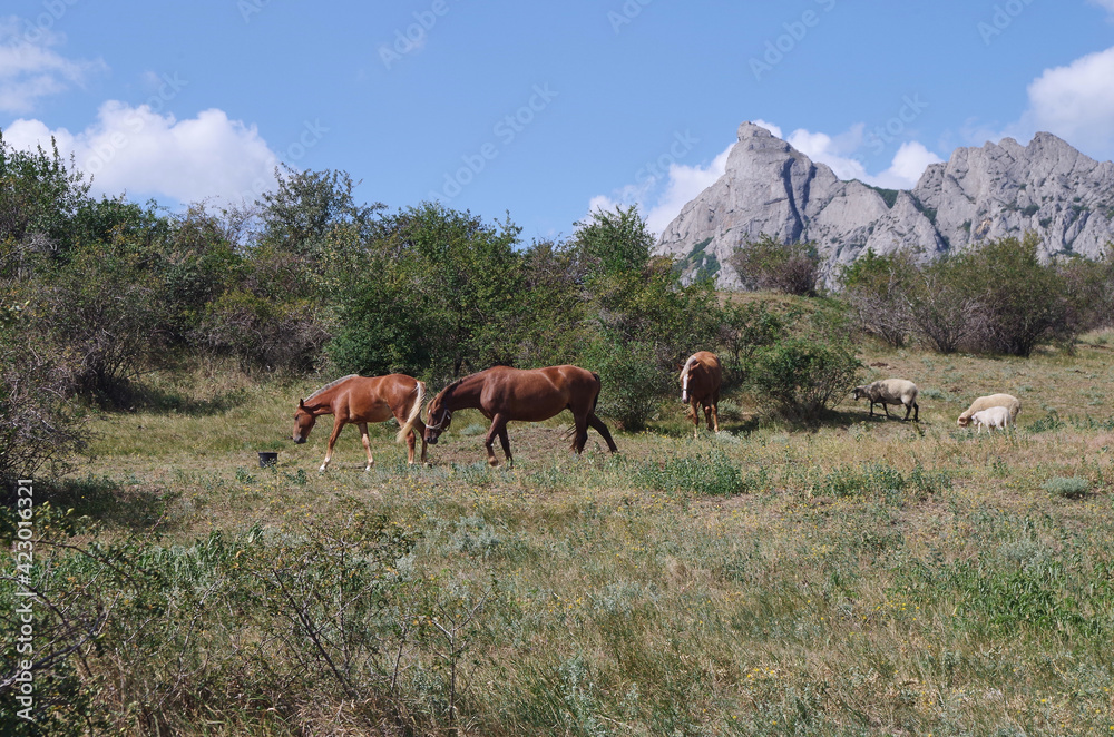 herd of horses herd of horses