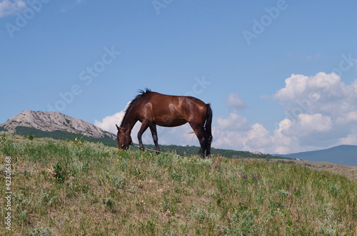horse in the field © Olha Dokalenko
